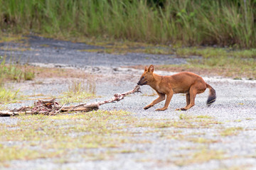 Dhole or Asian wild dogs eating a deer carcass at Khao yai national park,Thailand