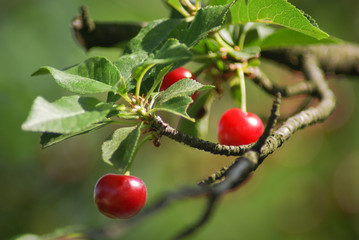 Wild Cherry