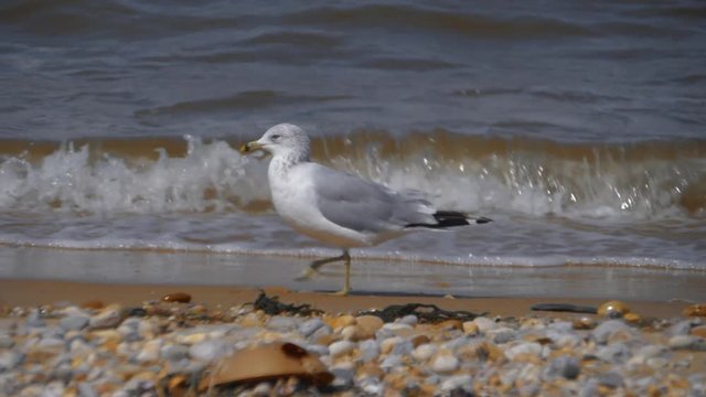 Slow motion of bird walking along the beach