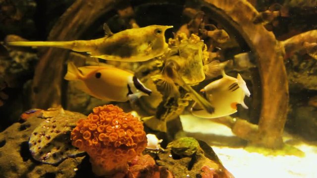 a cool looking aquarium fish
