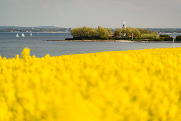 Rapsfeld bei Bülck an der Kieler Außenförde