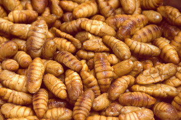 Fried insects, Bugs fried on Street food in Thailand