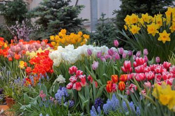 Colorful bright tulips blossom in early spring