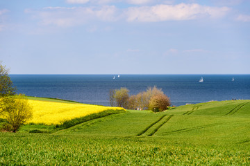 Getreide und Rapsfeld an der Ostseeküste bei Eckernförde