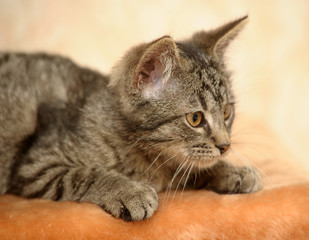 funny striped cross-eyed kitten