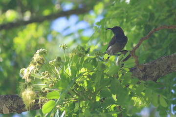 seychelles sunbird