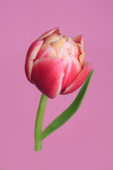 Terry coral tulip flower isolated on pink background.