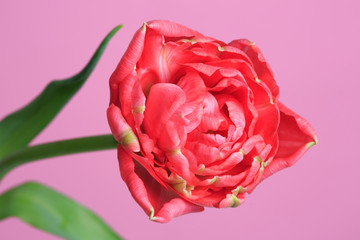 Terry coral tulip flower isolated on pink background.