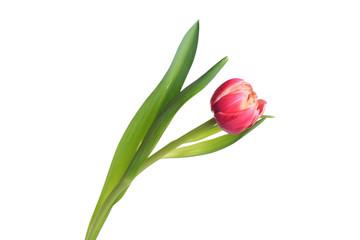 Terry pink tulip flower isolated on white background.