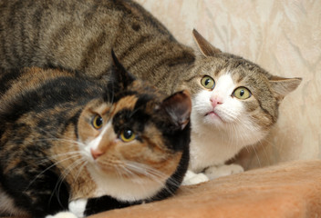 two frightened cats together