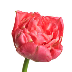 Terry coral tulip flower isolated on white background.
