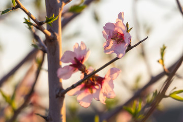 Almond trees in flower
