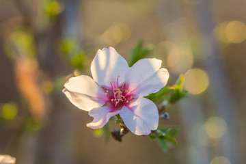 Fototapeta na wymiar Almond trees in flower