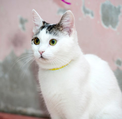 white with a gray cat in the flea collar