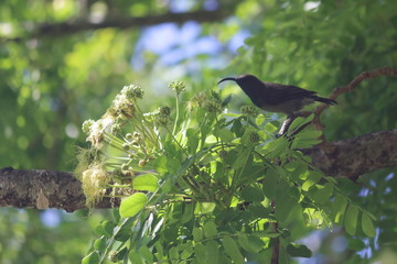 seychelles sunbird