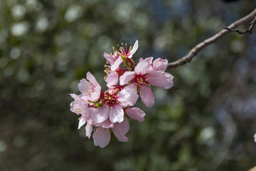 Almond trees in bloom.