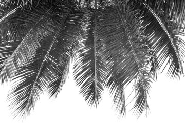 Palmes noires de cocotiers 