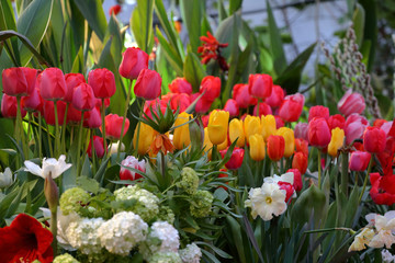 Colorful bright tulips blossom in early spring