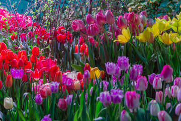 Colorful bright tulips blossom in early spring