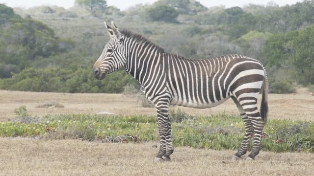 Wide shot of mountain zebra standing