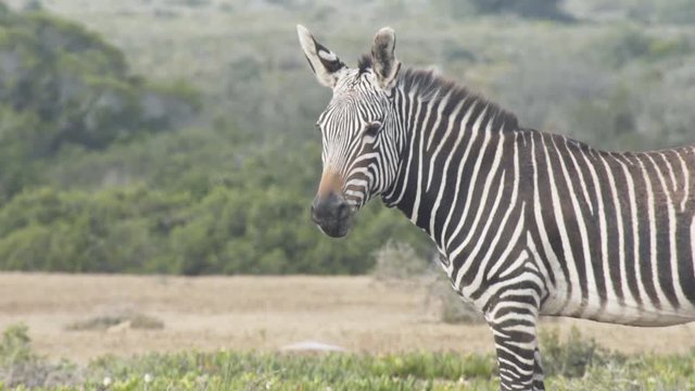 Medium shot of mountain zebra