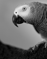 Fototapeta premium Close-up portrait of a gray parrot in black and white.