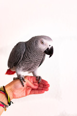 Close-up portrait of a gray parrot in hand.