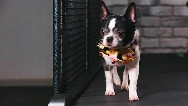 Fitness motivation funny joke. little dog dressed with a beautiful bow goes on a treadmill. Cool smart pet. Video footage. front view.