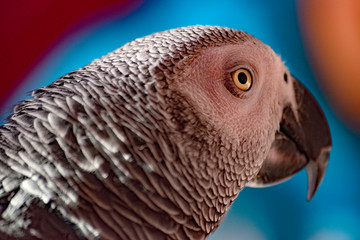 Close-up portrait of a gray parrot