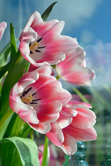 Vintage style tulips with 