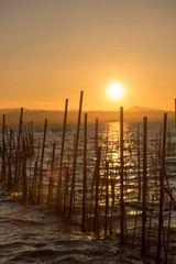 Obraz premium Calm in the valencia lagoon at sunset