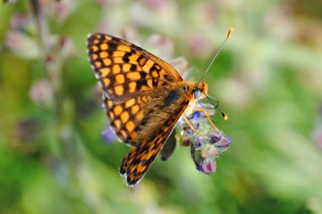 Papillon