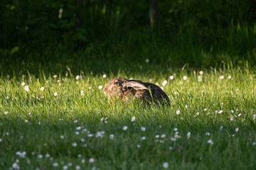 Naklejka na ściany i meble cute rabbit (jackrabbit/hare) sitting in grass surrounded by daisy flowers in sunlight