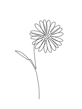 Chamomile continuos line drawing. Black simple hand drawn. Abstract floral linear