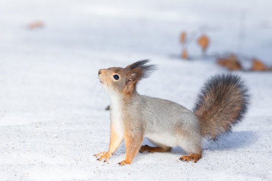 squirrel snow winter © alexbush