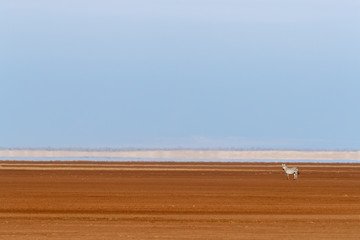 Lone zebra in the dry lake basin of Amboseli, Kenya