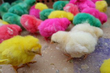 colorful chicks in cardboard
