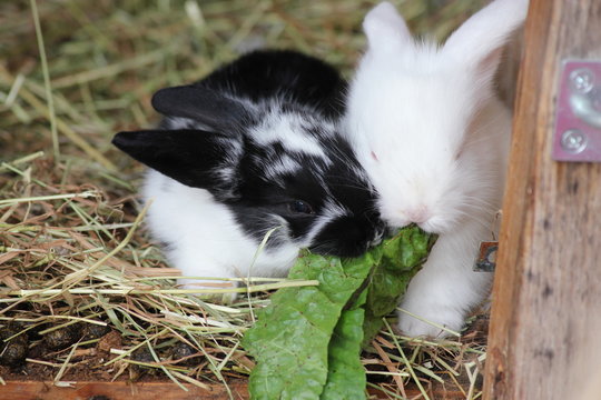 Two rabbits eating together