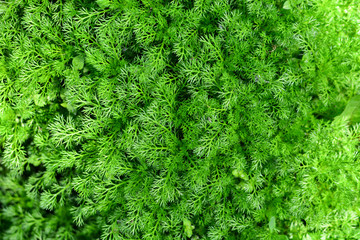 tasty fresh eco greens