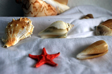 sea shell
