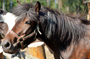 Portrait of a brown horse