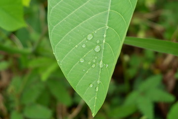 dew on the leaves