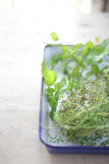 水に浸したいろいろなハーブ