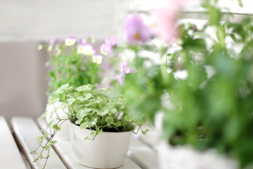 インテリアとインドア植物と緑のある暮らし