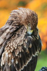 Golden eagle looking around. A majestic golden eagle takes in its surroundings from its spot amongst moorland vegetation.