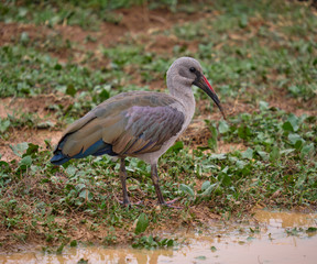 Hadeda Ibis (latin: Bostrychia hagedash) on ground by a marshy puddle .  Lateral profile