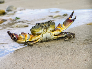 live crab on a tropical beach. crab hiding in the sand at high tide