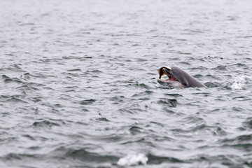 Young wild dolphin with flatfish