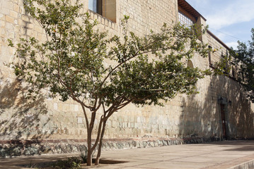 Fototapeta na wymiar tree on the wall