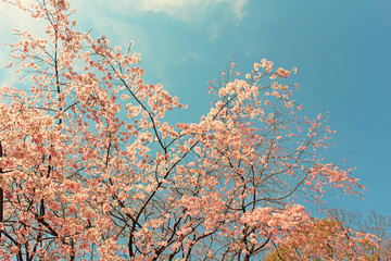 六義園　しだれ桜